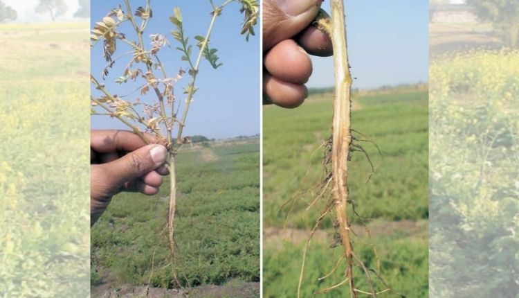 chana disease चने की खेती (Chickpea Farming) चने के रोग 