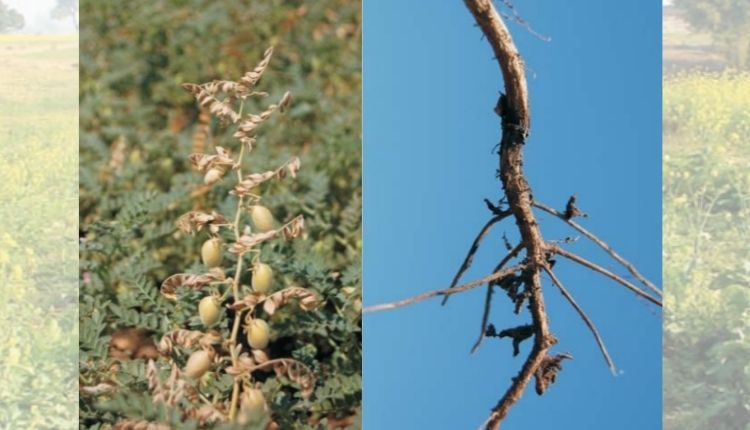 chana disease चने की खेती (Chickpea Farming) चने के रोग 