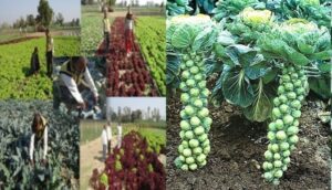 विदेशी सब्जियों की खेती (exotic vegetables farming)
