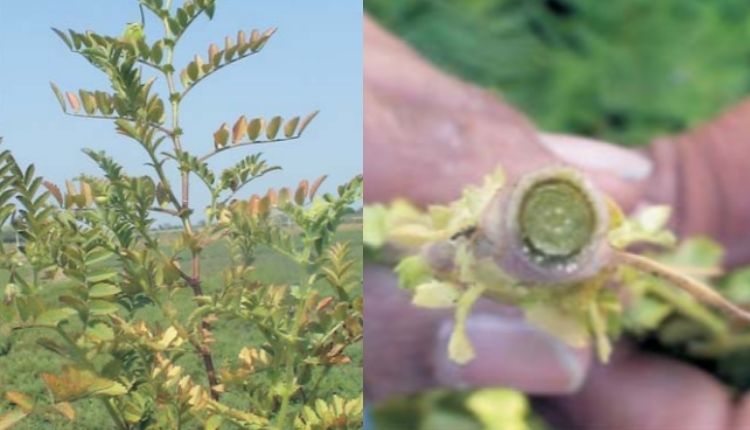 chana disease चने की खेती (Chickpea Farming) चने के रोग 