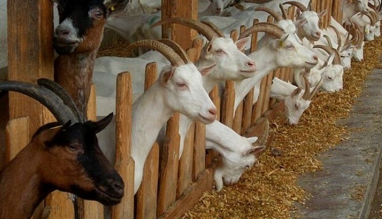 Goat rearing