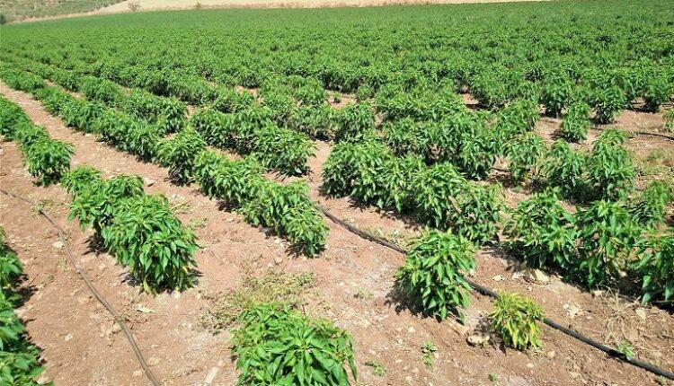 काली मिर्च की खेती (Black Pepper Farming)