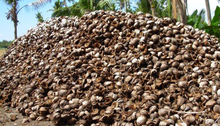 Oyster Mushroom