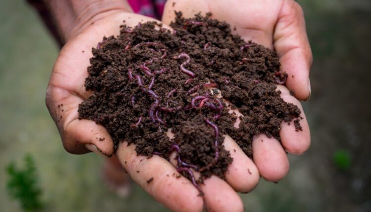 केंचुआ खाद वर्मीकम्पोस्ट कैसे तैयार करें earthworm compost kenchua khaad kaise tayaar karein
