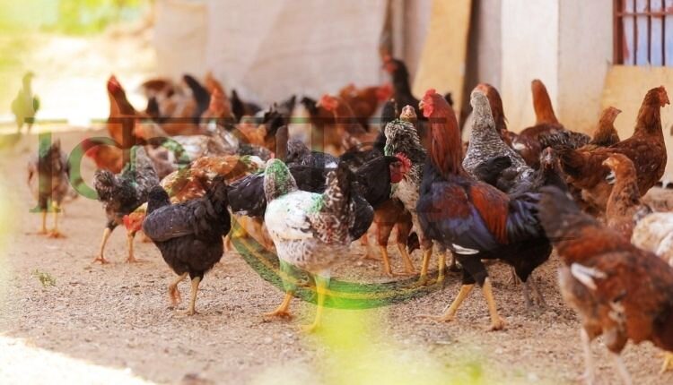 अनार के छिलके मुर्गीपालन मुर्गियों के लिए आहार (pomegranate peel waste benefits)