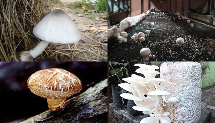 top 5 type of mushrooms मशरूम की किस्में