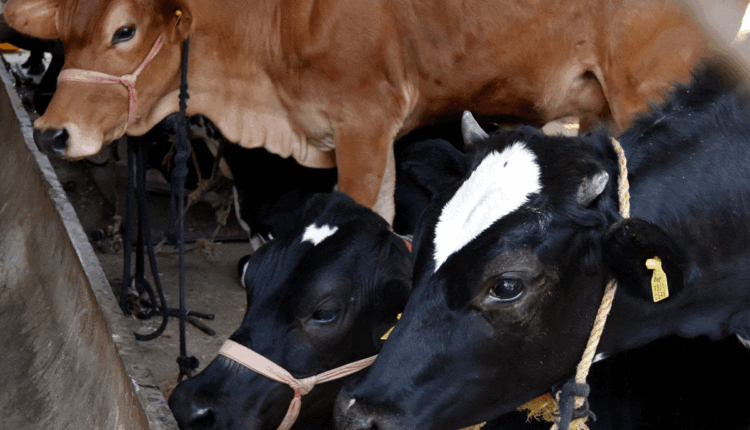 दुधारू पशुओं के रोग dairy animals disease