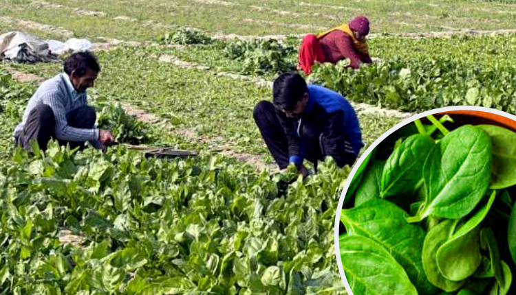 types of spinach Spinach Varieties