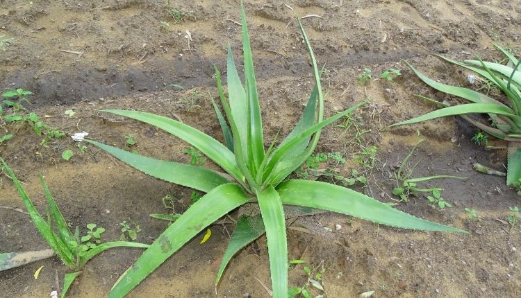 एलोवेरा की खेती aloevera farming