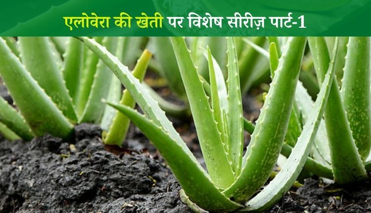 एलोवेरा की खेती aloevera farming