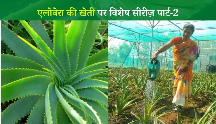 एलोवेरा की खेती से कमाई aloevera farming profit