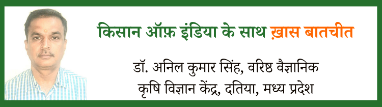 रेड रॉट बीमारी बर्बाद कर रही है गन्ने की फसल, वैज्ञानिकों ने बताए छुटकारा पाने के तरीके