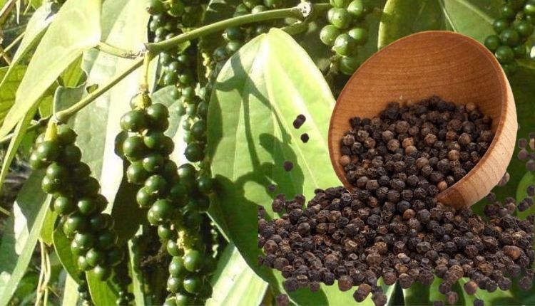 काली मिर्च की खेती (Black Pepper Farming)