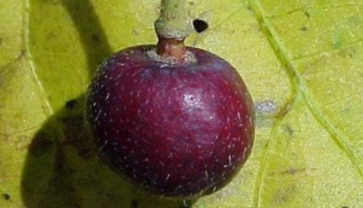 फालसा की खेती (Falsa Farming)