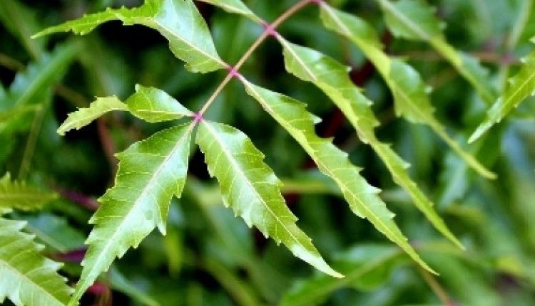 neem tree
