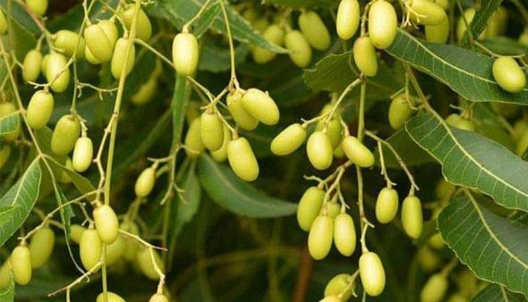 neem tree