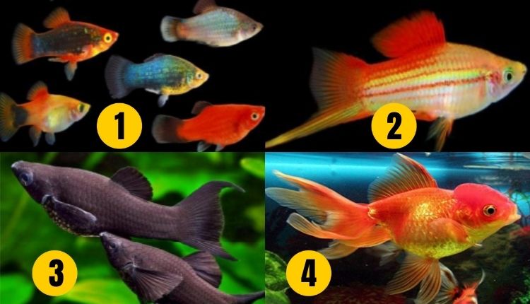 सजावटी मछली पालन ornamental fish farming