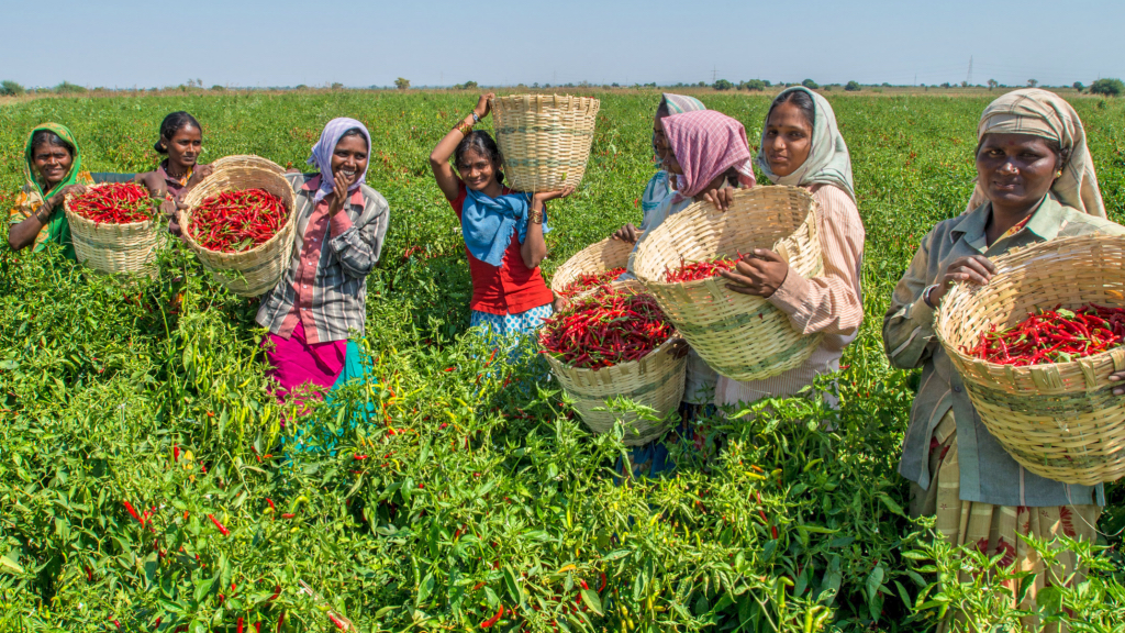 Spice Farming