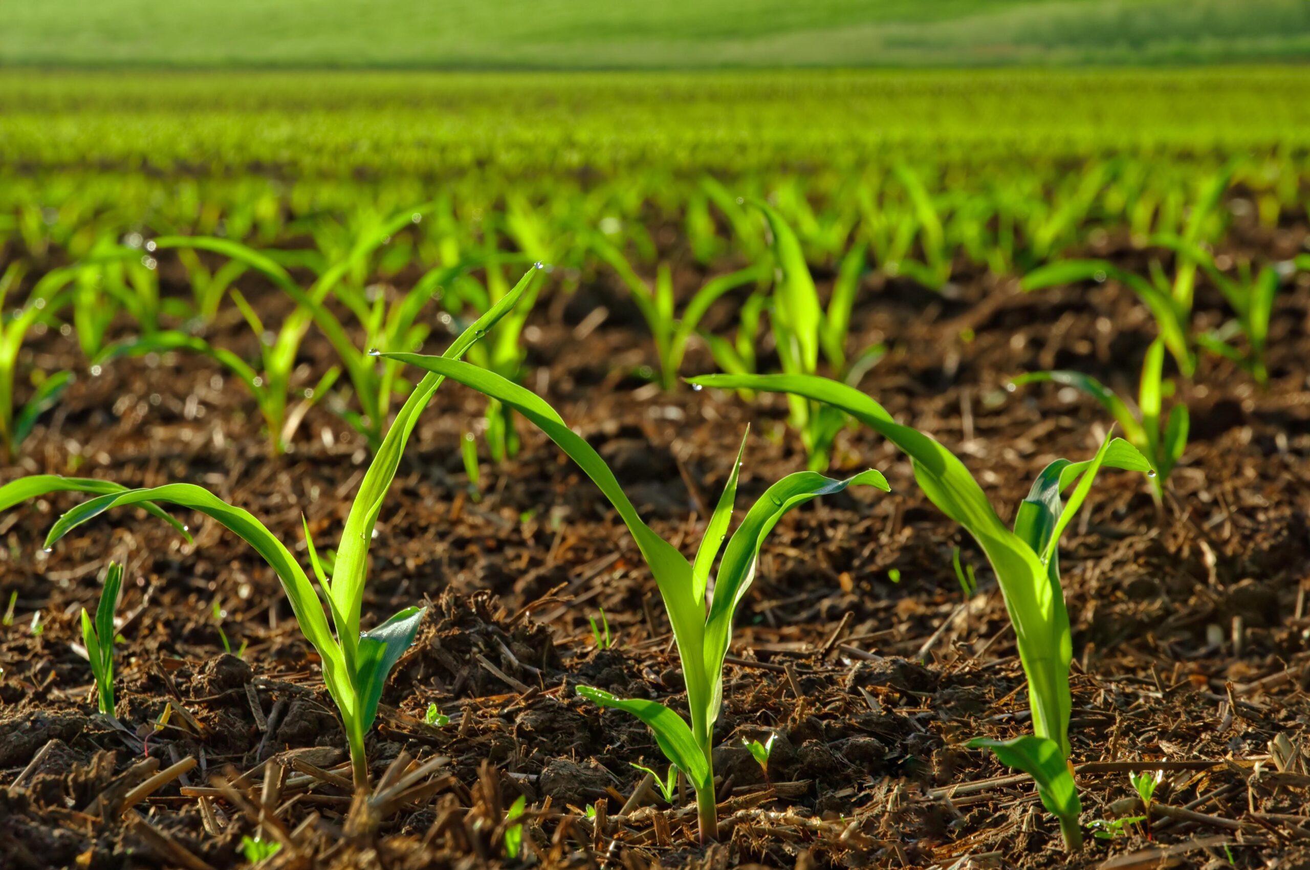 chemical fertilizers for agriculture