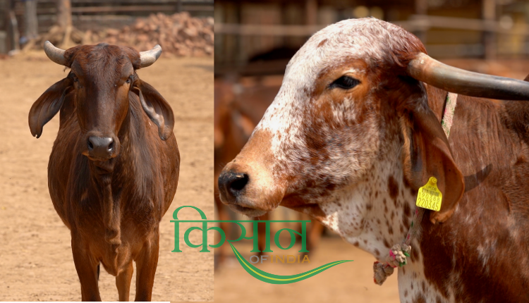 एक देसी गाय से 30 एकड़ प्राकृतिक खेती का फॉर्मूला  