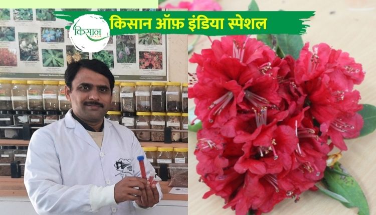 बुरांश फूल से कोरोना का इलाज IIT mandi Covid 19 treatment buransh flower
