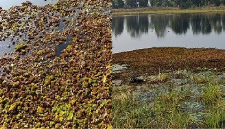 Biological Control of Alien Invasive Weed Salvinia molesta in Central India 