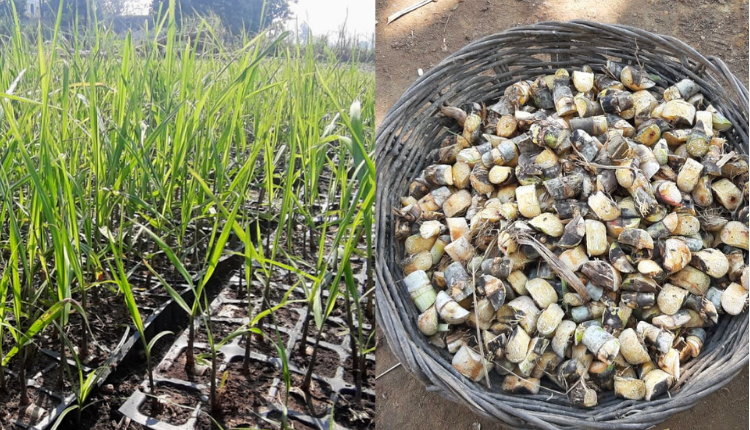 Bud chip technology in sugarcane farming