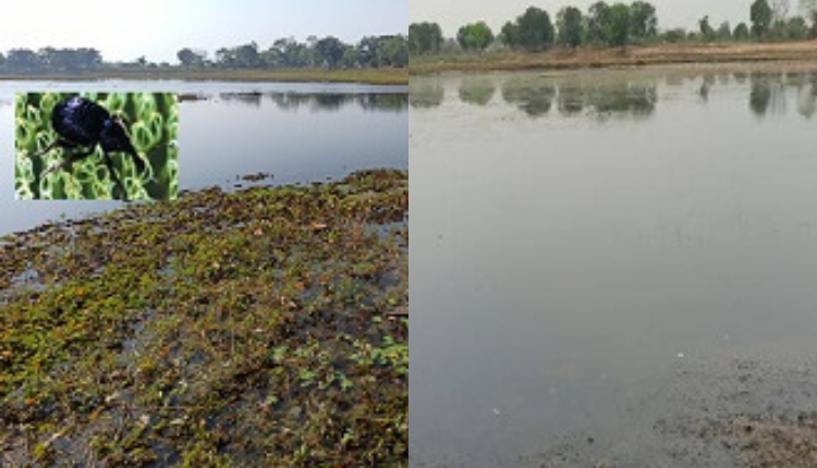 Biological Control of Alien Invasive Weed Salvinia molesta in Central India 