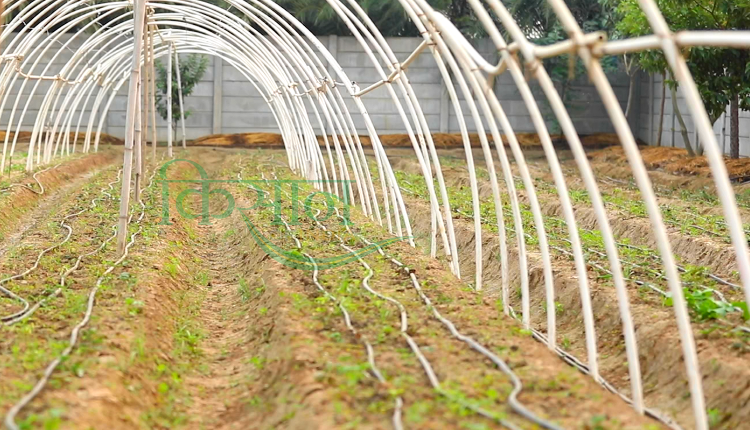 Best Nursery For Vegetables: सब्जियों की बेहतरीन नर्सरी कैसे तैयार करें?