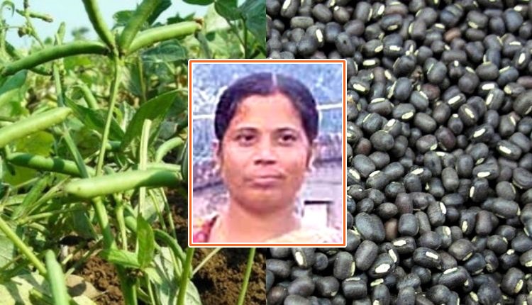 Black Gram Cultivation उड़द दाल की खेती