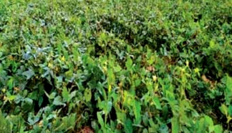 Black Gram Cultivation