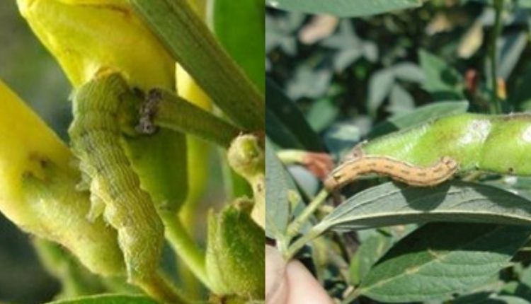 अरहर की दाल के रोग pigeon pea diseases