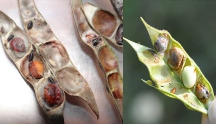 अरहर की दाल के रोग pigeon pea diseases