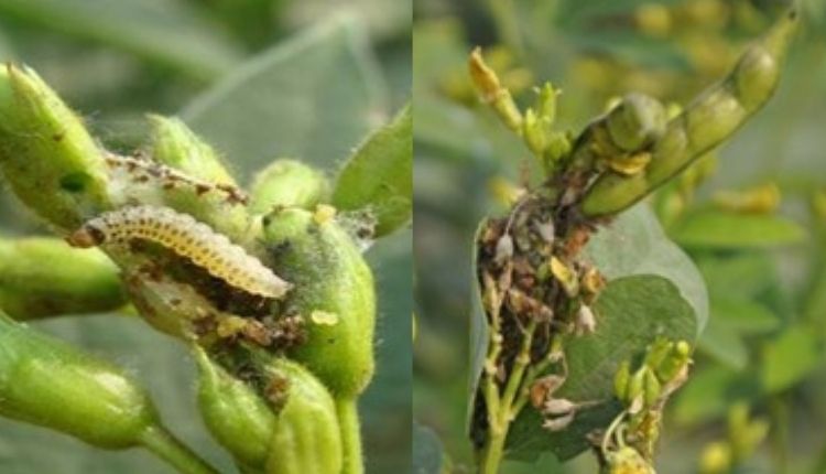 अरहर की दाल के रोग pigeon pea diseases