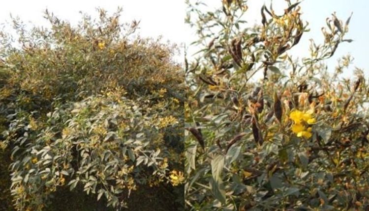 अरहर की दाल के रोग pigeon pea diseases