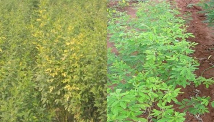 अरहर की दाल के रोग pigeon pea diseases