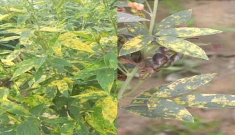 अरहर की दाल के रोग pigeon pea diseases