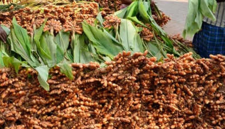 jharkhand woman turmeric cultivation हल्दी की खेती