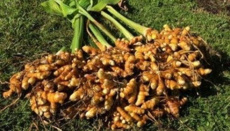 jharkhand woman turmeric cultivation हल्दी की खेती