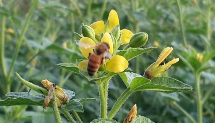 खादी इंडिया ‘मोबाइल हनी प्रोसेसिंग यूनिट Mobile Honey Processing Van