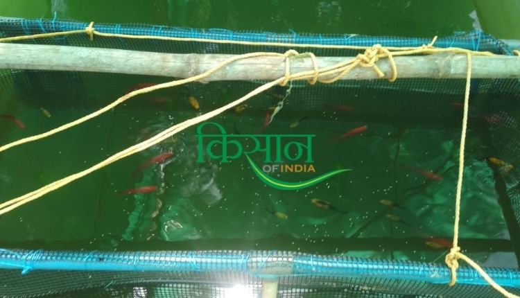 सजावटी मछली पालन ornamental fish farming