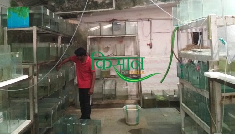 सजावटी मछली पालन ornamental fish farming