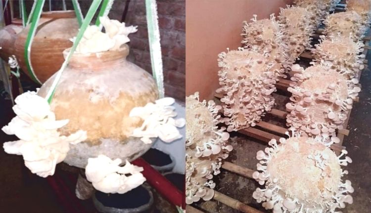 मटकों में मशरूम की खेती growing mushroom in pots