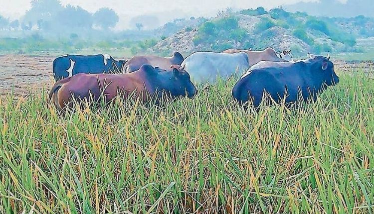 UP Election 2022 उत्तर प्रदेश किसान