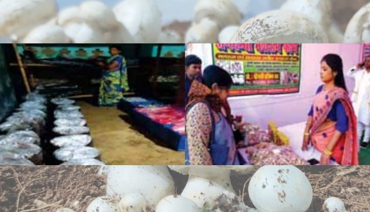 Mushroom cultivation