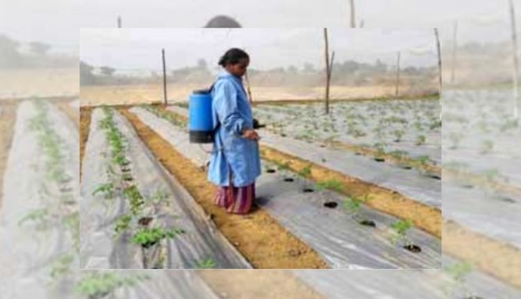 Tomato Cultivation
