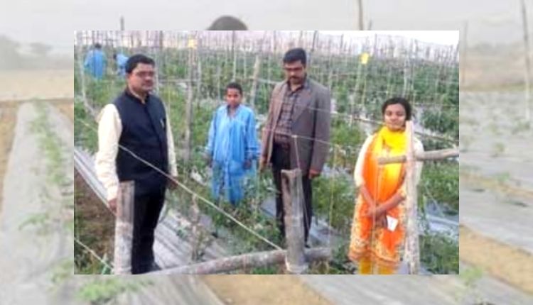 Tomato Cultivation