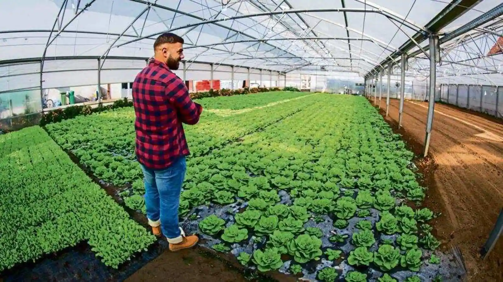 हाइड्रोपोनिक खेती (hydroponic farming technique)