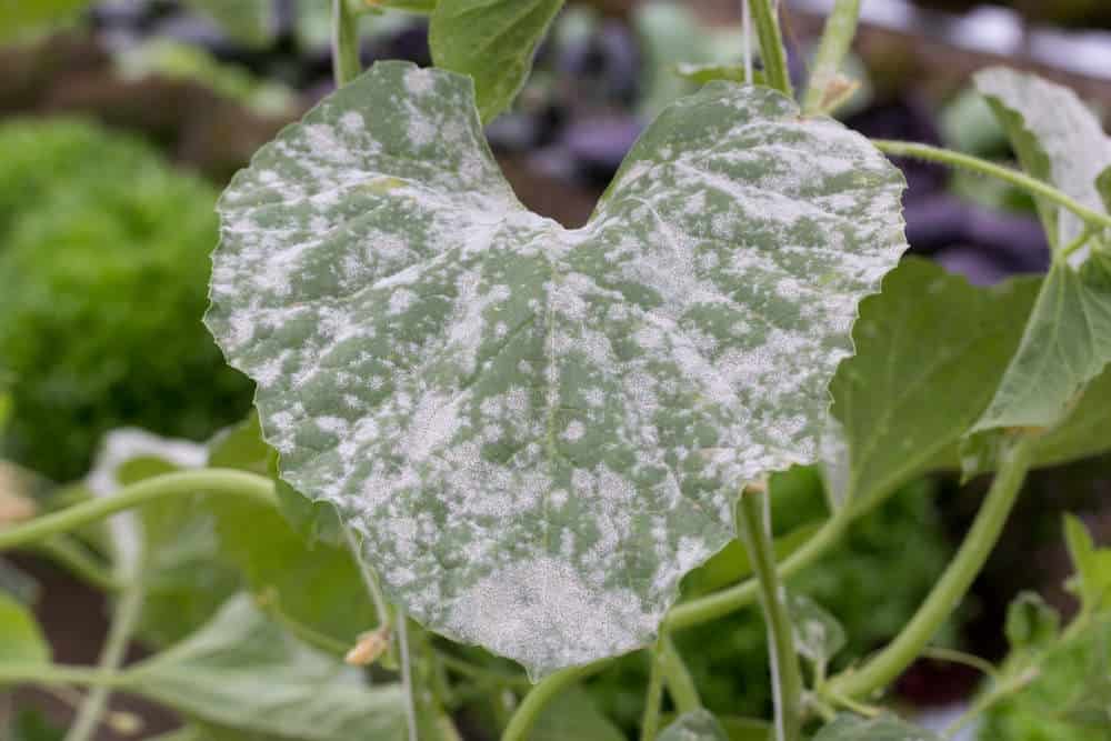 लौकी की खेती पर रोग (BOTTLE GOURD farming disease)