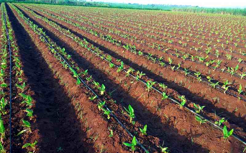 jharkhand woman turmeric cultivation हल्दी की खेती